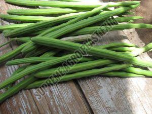 A Grade Fresh Drumsticks