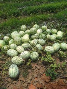 A Grade Fresh Namdhari Watermelon