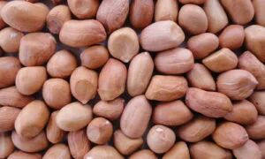 HPS Groundnut Kernels