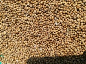 Coriander Seeds