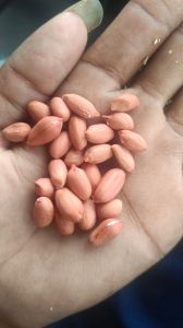 Peanut Ground Nut Seeds