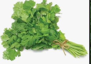 Coriander Leaves