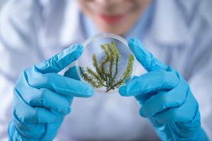 Freshwater Alga and Cyanobacteria, Growth Inhibition Test