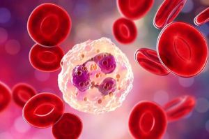 Immunotoxicity Testing Service