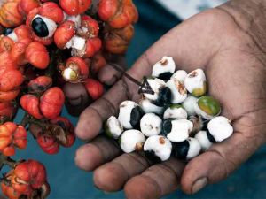 Freeze Dried Super Guarana