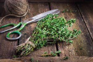 Freeze Dried Thyme