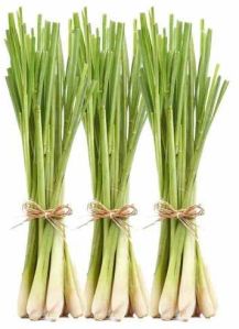 Green Fresh Lemon Grass
