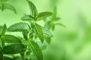 Natural Frozen Desi Mint