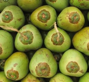 a Grade Solid Green Tender Coconut