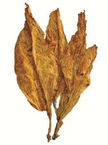 Natural Indian Burley Tabacoo Leaves