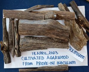 Agarwood Incense Chips