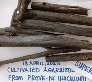 Agarwood Incense Chips