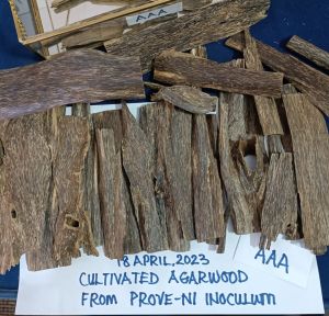 Agarwood Incense Chips