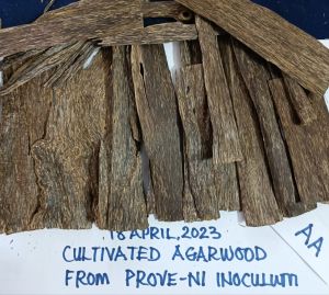 Agarwood Incense Chips