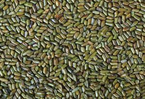 Cassia Tora Seed