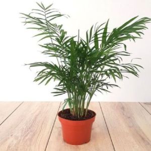 Areca Palm Plant