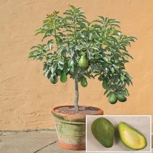 Avocado Plant
