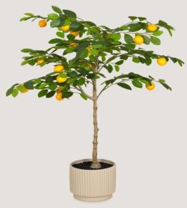 Lemon Plant