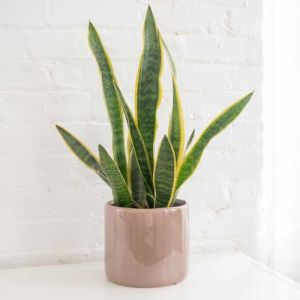 Snake Plant