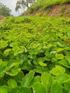 Strawberry Plant