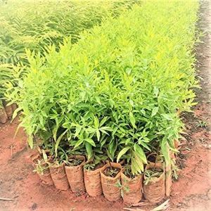 White Sandalwood Plant