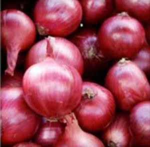 Fresh Red Onion