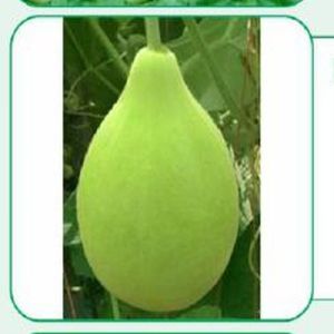 BS-13 Bottle Gourd Seeds