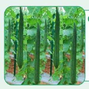 Green Line Ridge Gourd Seeds