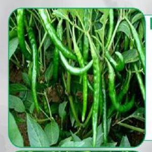 Naina Green Chilli Seeds