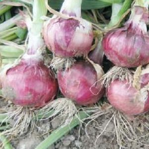 Pradhan Onion Seeds