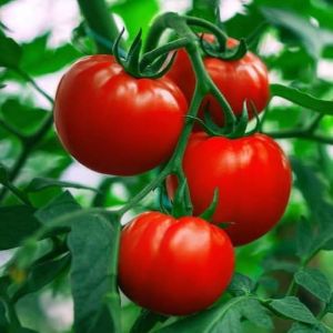 Sigma Tomato Seeds
