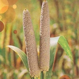 Super 511 Bajra Seeds