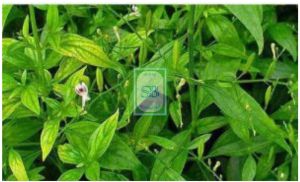 Kalmegh Herbs