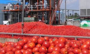 Agri Milling Processing Service