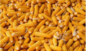 Agro Market Linkage Services