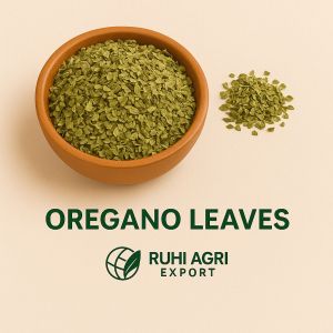 Green Dried Oregano Leaves