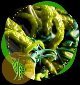 Dried Whole Green Chilli