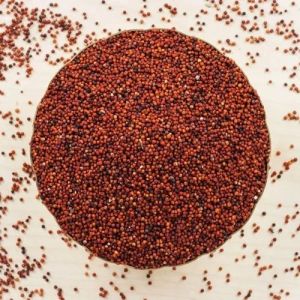 Ragi Millet Grain