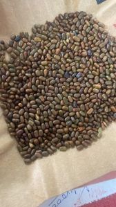 Sesbania Dhaincha Seeds