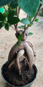 Ficus Bonsai Plants