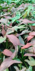 Syngonium Pink Miniature Plants