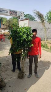 Ficus Blackiana Plants