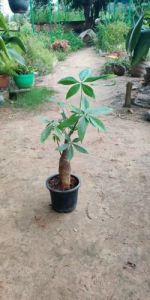 Pachira Bonsai Plants