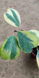 Hoya Kerrii Heart Hoya Plants