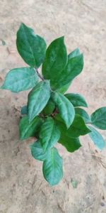 Zamioculcas Zamiifolia Plants