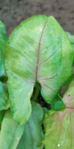 Syngonium Green Miniature Plants