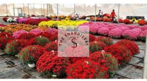 Chrysanthemum Plants