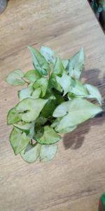 Alismatales Plants