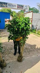 Ficus Blackiana Plants