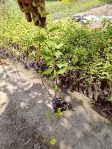 Bougainvillea Plants